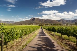 Best Hunter Valley Wineries