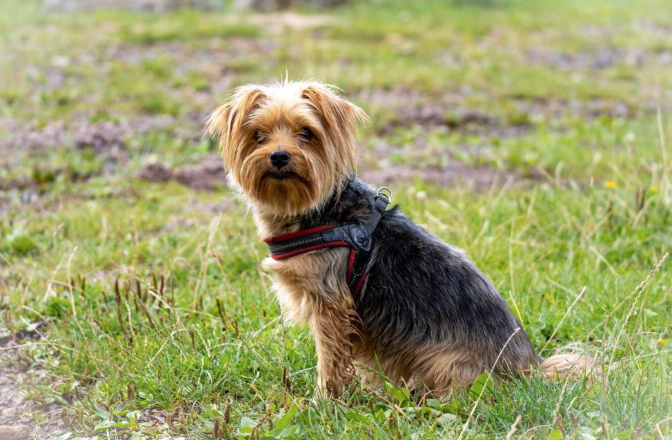 What Are The Important Benefits Of Welsh Terrier Puppies For Sale?