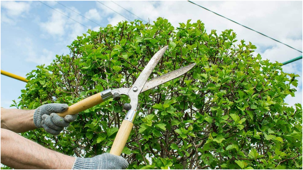 The Vital Role of Tree Pruning in Ensuring Tree Health and Safety